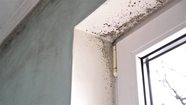 Environmental Consulting for Mold Prevention in Millbrae, CA