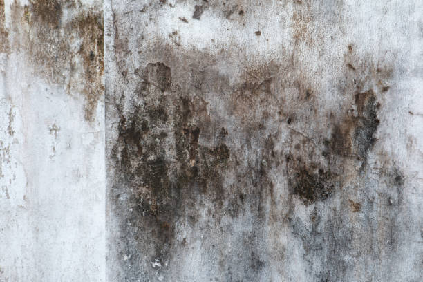 Best HVAC Mold Inspection and Cleaning  in Millbrae, CA
