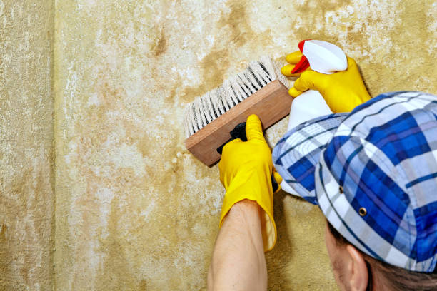 Best Commercial Mold Inspection  in Millbrae, CA